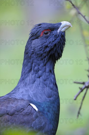 Capercaillie