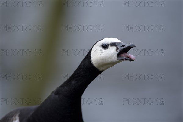 Barnacle Goose