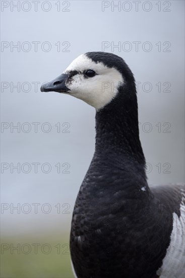 Barnacle Goose