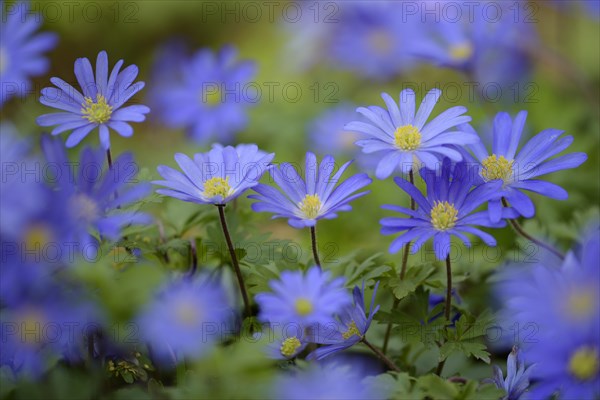 Balkan anemone