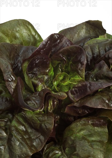 French lettuce called Rougette