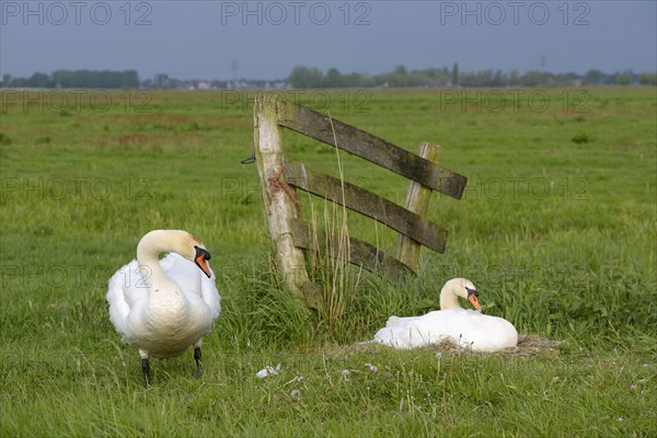 Mute swan