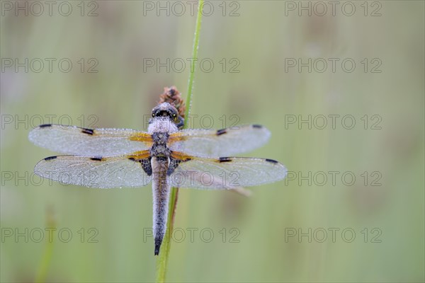 Four-spotted dragonfly