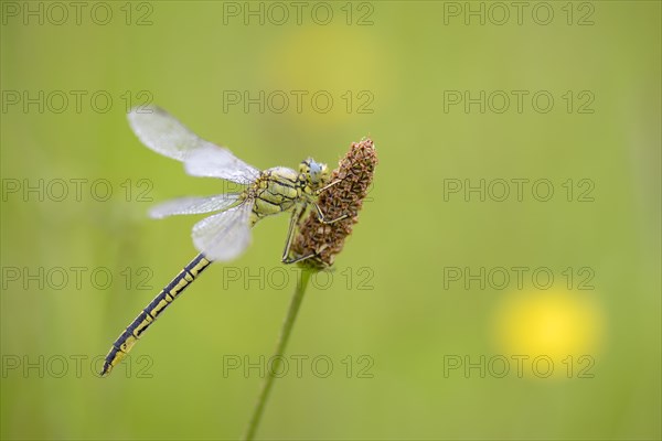 Western damselfly