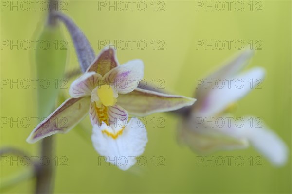 Marsh hellebore