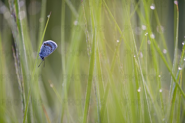 Argus blue butterfly