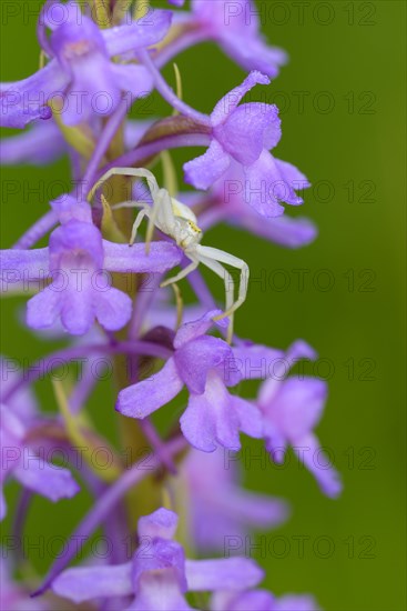 Variable crab spider