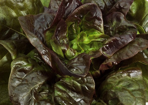 French lettuce called Rougette