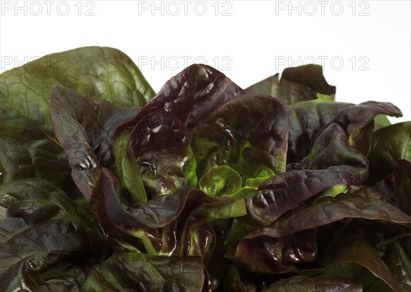 French lettuce called Rougette