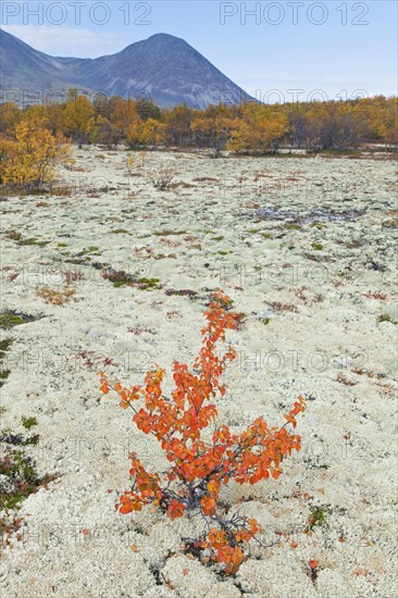 White birch