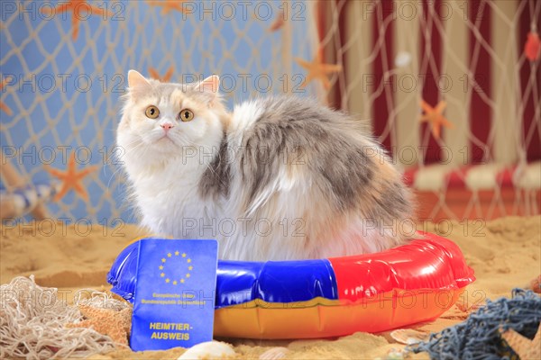 British longhair cat