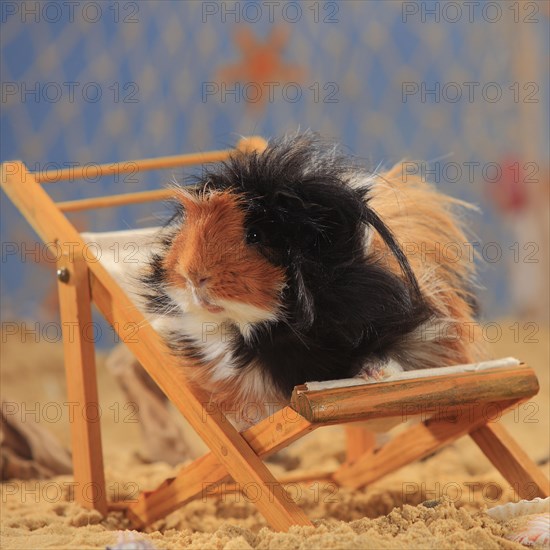 Angora guinea pig