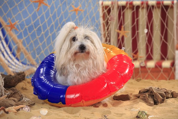 Coton de Tulear