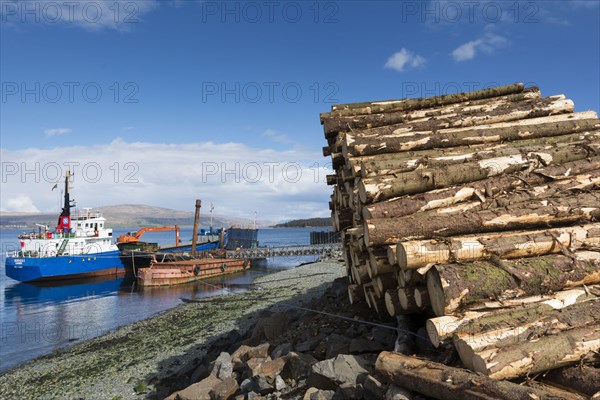 Softwood coniferous timber ready for transport on ship to mainland