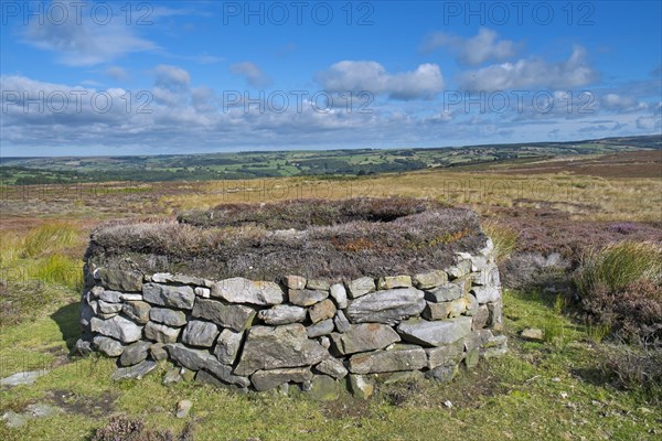 Stone grouse shooting butt on heather moorland