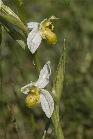 Bee orchid