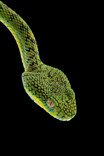 Palawan Pit Viper