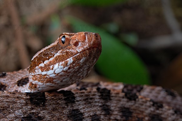 Pigmy Rattelsnake