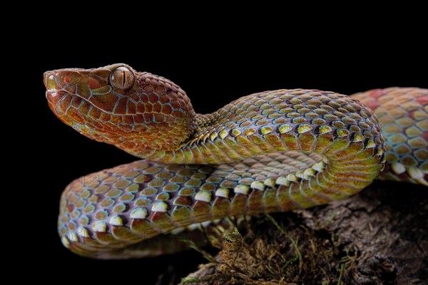 Philippines PitViper