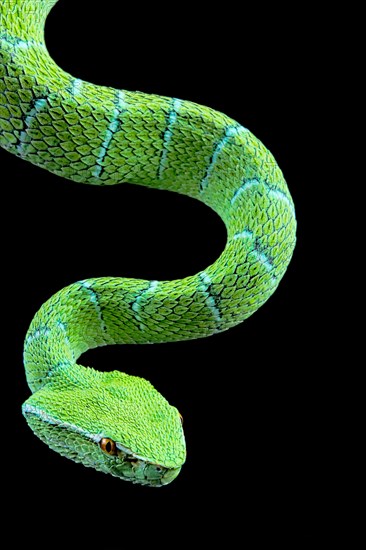 North Philippine Temple Pit Viper