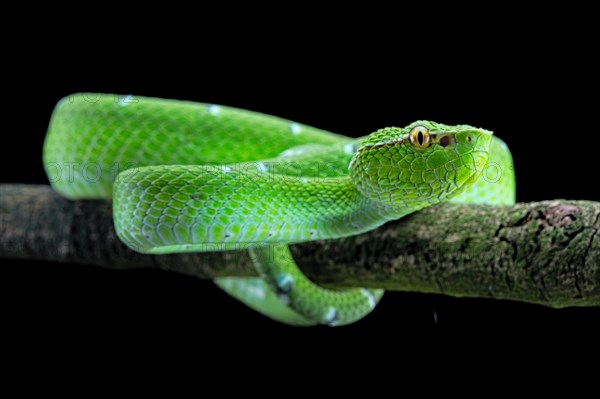 North Philippine Temple Pit Viper