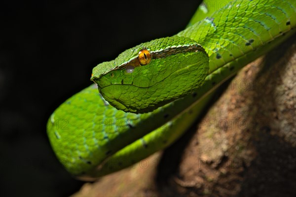 North Philippine Temple Pit Viper