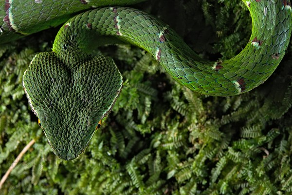 North Philippine Temple Pit Viper