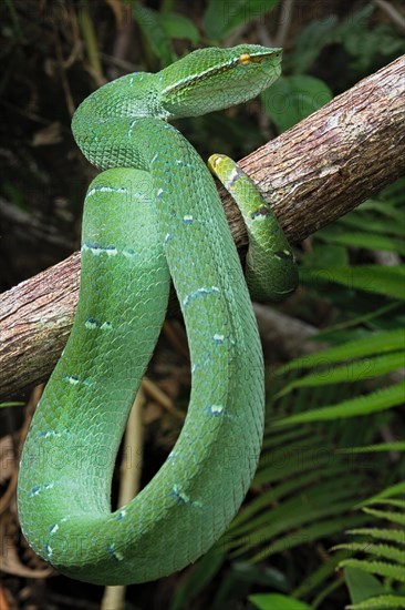 North Philippine Temple Pit Viper