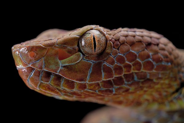 Philippines Pit Viper