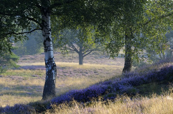 Flowering broom heather