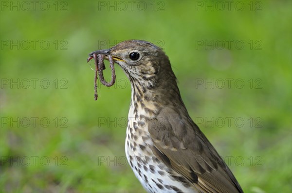 Song thrush