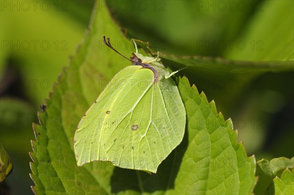 Lemon butterfly