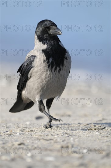 Hooded Crow