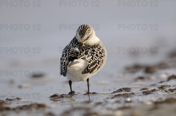 Sanderling