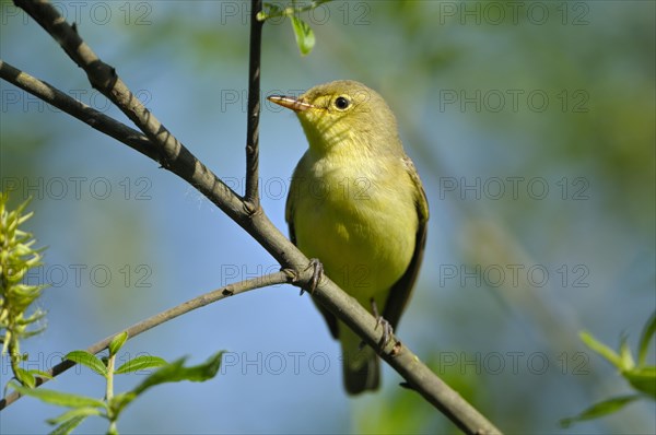 Yellow Warbler