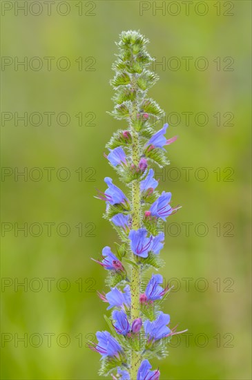 Common viper's bugloss