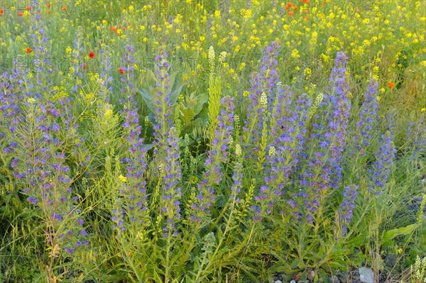 Common viper's bugloss