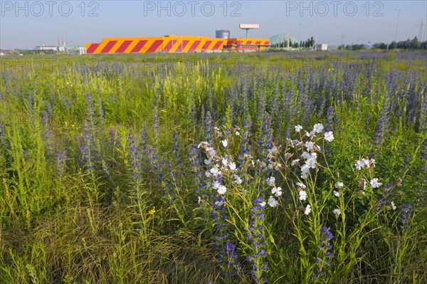 White campion and Viper's bugloss