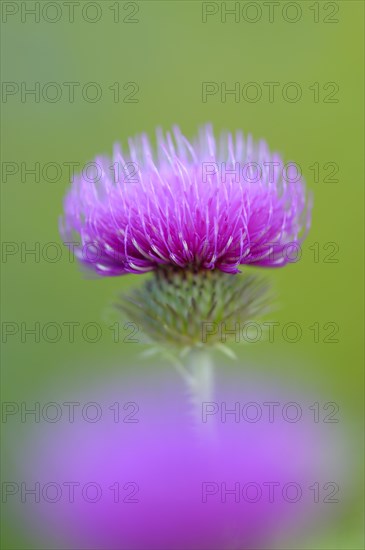 Way thistle