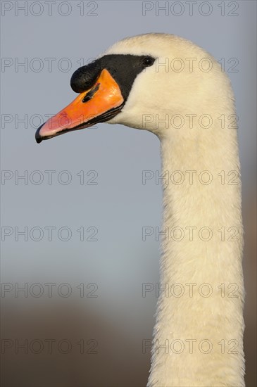 Mute Swan