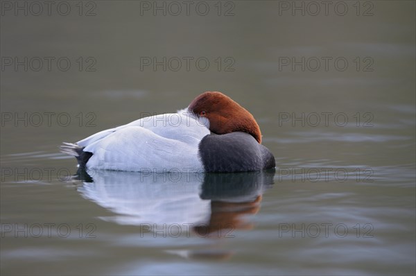 Pochard