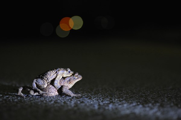 Common toad