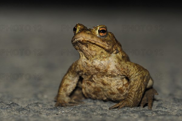 Common toad