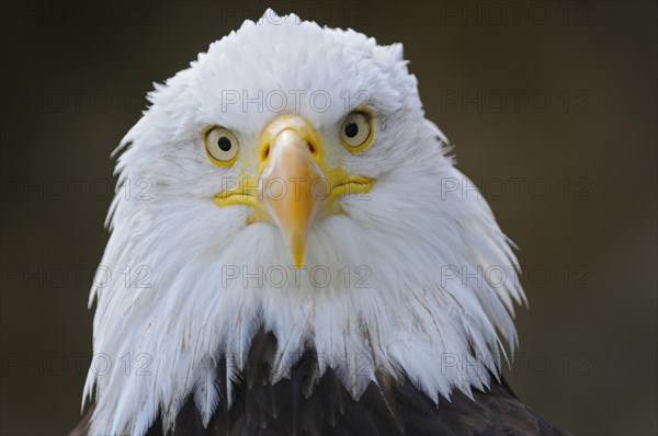 Bald eagle