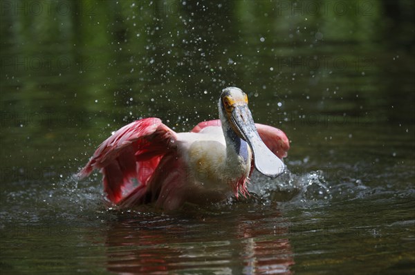 Roseate spoonbill