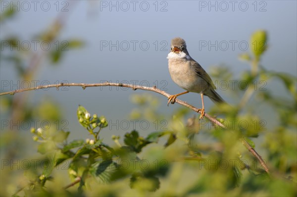 Whitethroat