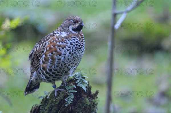 Hazel grouse