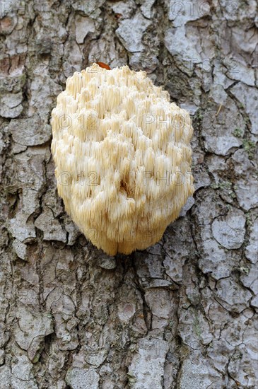 Fir spiny beard