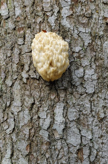 Fir spiny beard