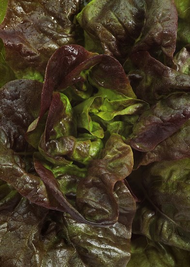 French lettuce called Rougette